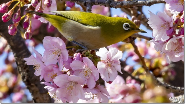 伊勢崎市みらい公園の河津桜とメジロ