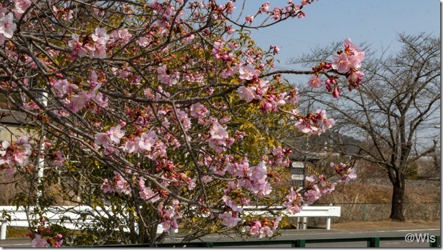 あしかがフラワーパークの河津桜
