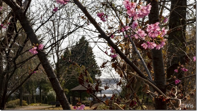 エアリスのちいさな森公園の河津桜