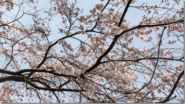 境御嶽山自然の森公園の江戸彼岸桜
