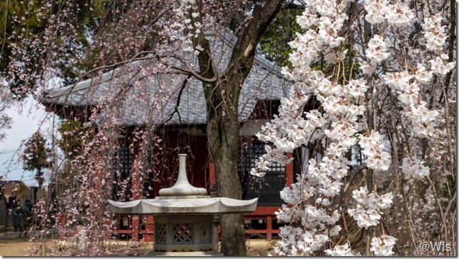 滝の慈眼寺のしだれ桜