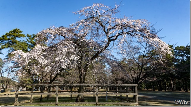 敷島公園・孫の代の桜（祇園しだれ桜）