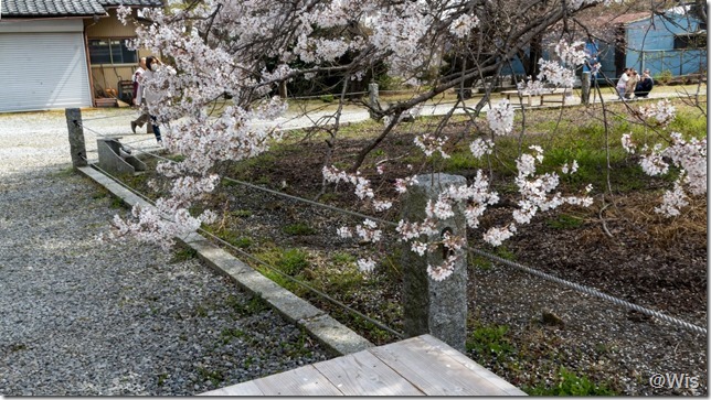 歓喜寺の江戸彼岸桜