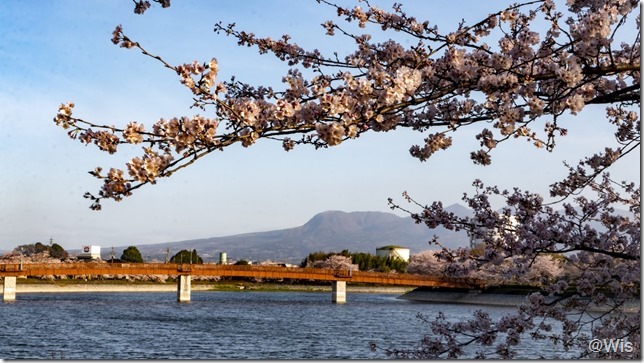 波志江沼環境ふれあい公園の桜