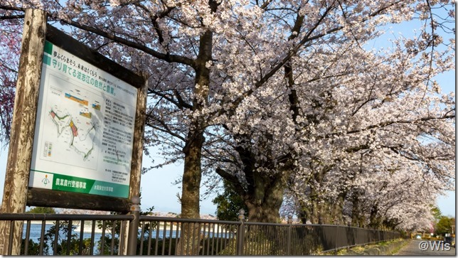 波志江沼環境ふれあい公園の桜