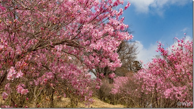ヤシオツツジの丘に咲くアカヤシオ