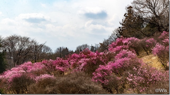 ヤシオツツジの丘に咲くアカヤシオ