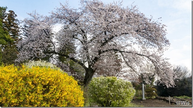 国指定重要文化財 阿久沢家住宅の霞桜