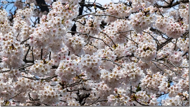 国指定重要文化財 阿久沢家住宅の霞桜