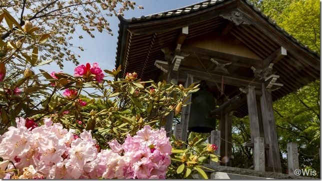 成田山赤城寺の西洋シャクナゲ
