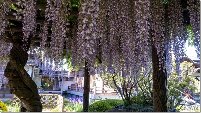 紫雲山常楽寺の藤棚