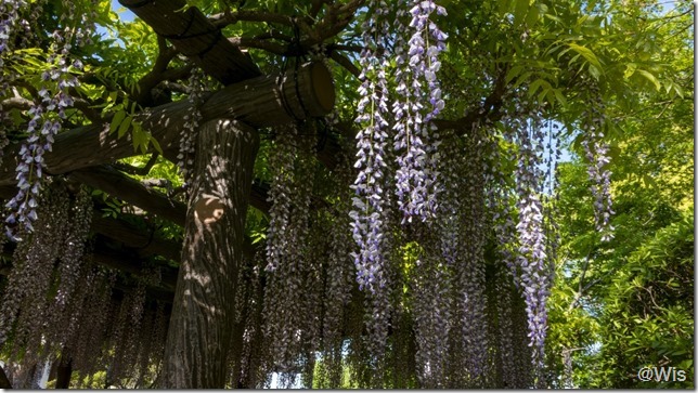 紫雲山常楽寺の藤棚