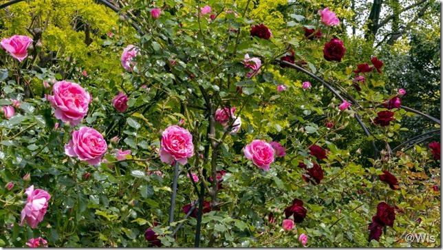 エアリスのちいさな森公園の薔薇