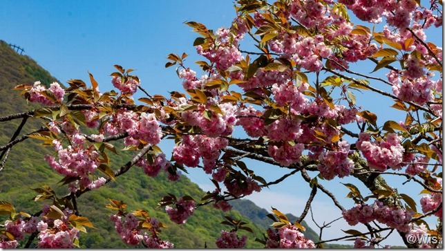 榛名湖畔の八重桜