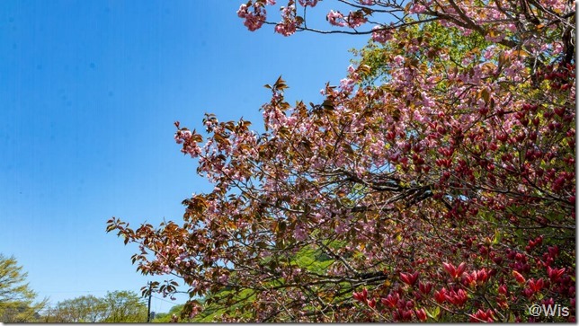 榛名湖畔の八重桜