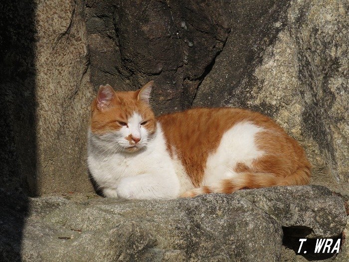 駕輿八幡宮の猫