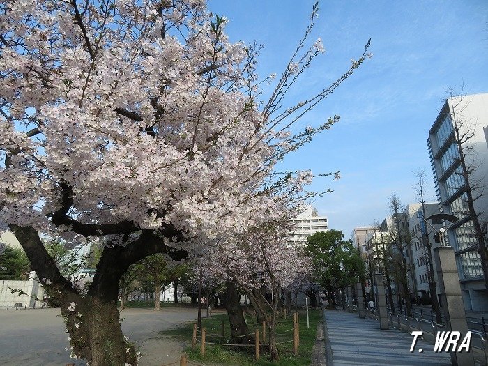 福岡市博多区冷泉公園の桜並木